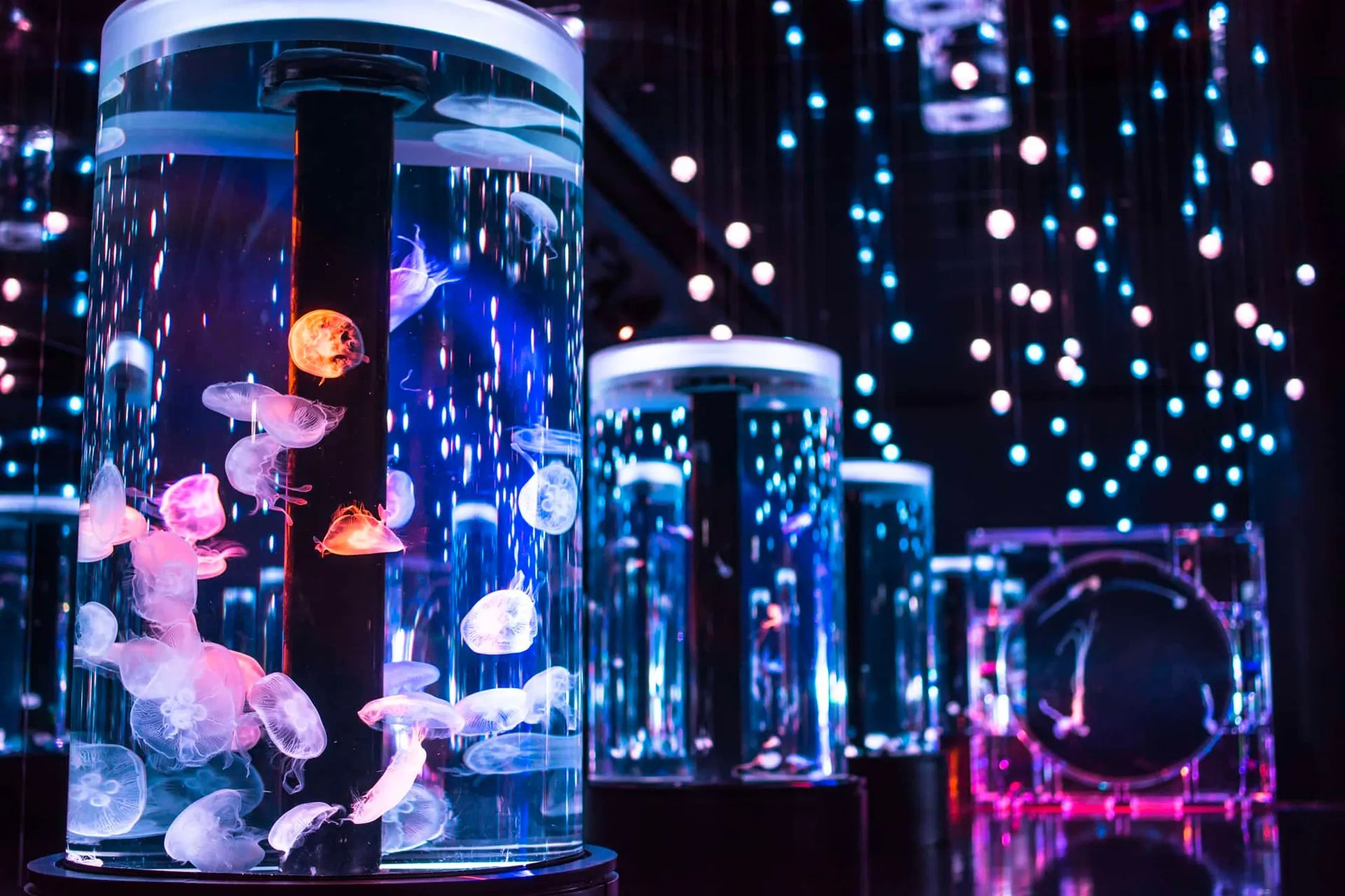 🐬 맥셀 아쿠아파크 시나가와 이미지 5